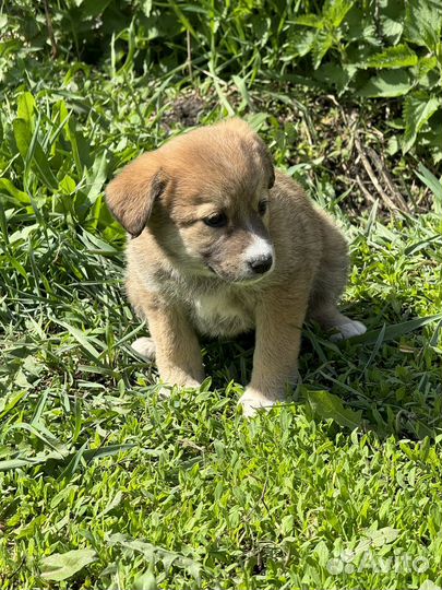 Щенки в добрые руки