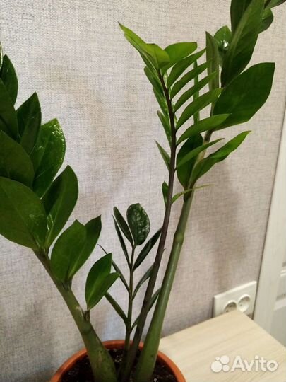 Комнатные цветы взрослые