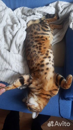 Бенгальский кот вязка