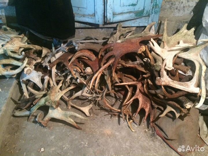 Рога лось олень марал любое качество