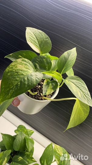 Сциндапсус