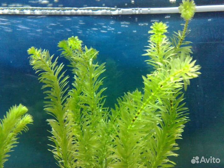 Все для аквариума