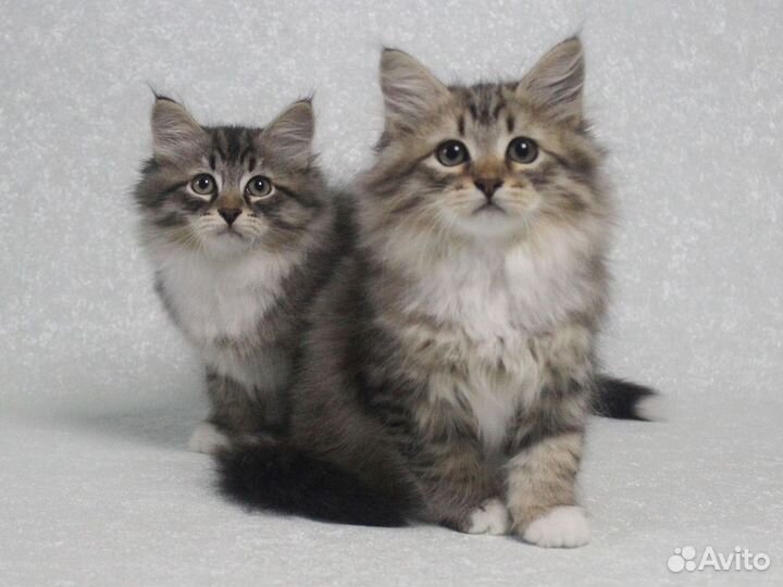 Кузьмич и Купидон с документами от Чемпиона Мира