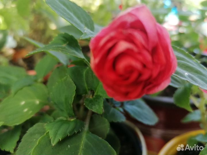 Бальзамин разных расцветок