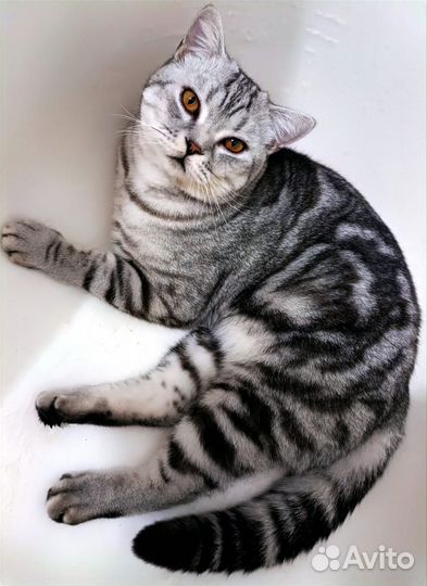 Шотландский кот на вязку