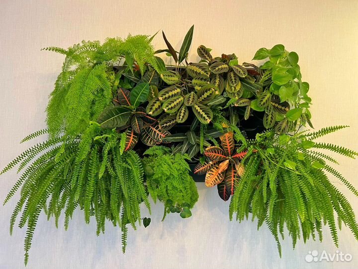 Фитокартина из живых комнатных растений