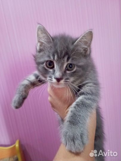 Кошки в добрые руки