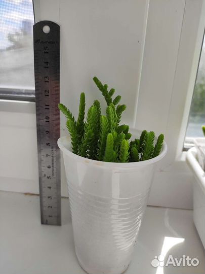 Крассула Ликоподиойдес или Плауновидная