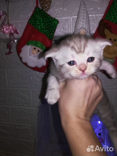 Британские котята вислоухие