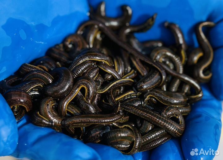 Пиявки медицинские