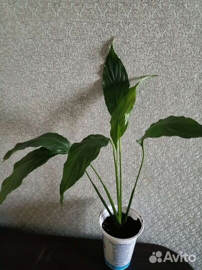 Пеперомия/Сингониум/гиппеаструм/спатифиллум