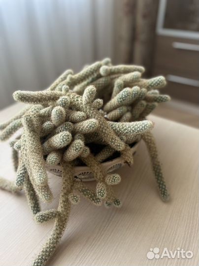 Кактус маммилярия суккуленты горшок в подарок