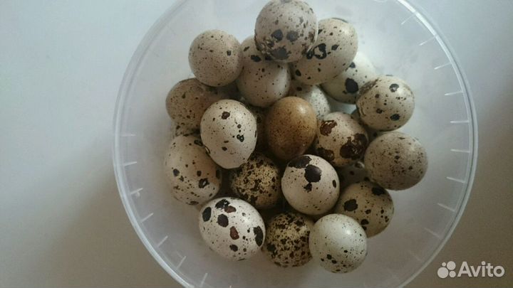Яйцо перепелиное