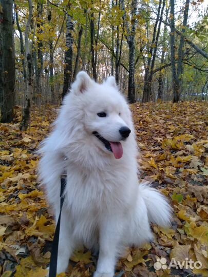 Отдам в добрые руки