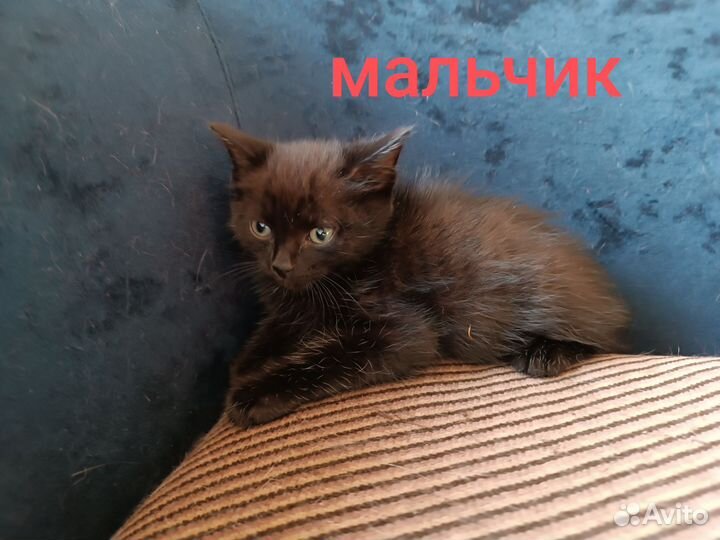 Котята