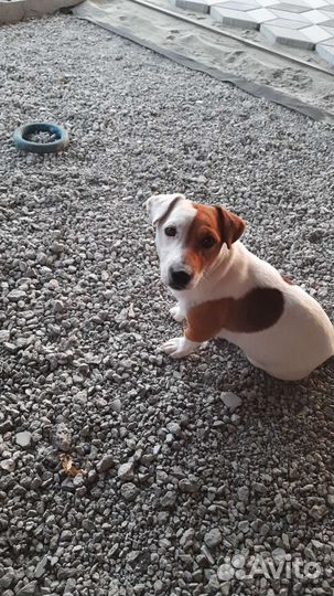 Вязка джек Рассел терьер