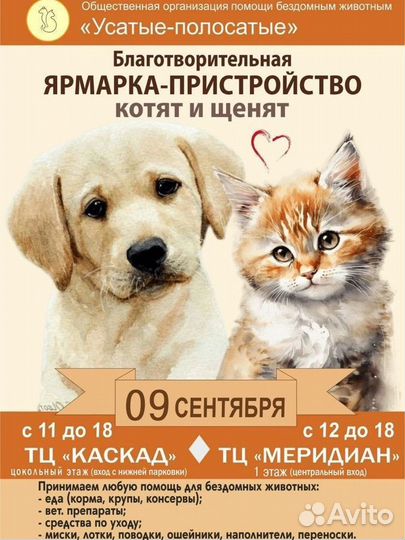 Котята в добрые руки