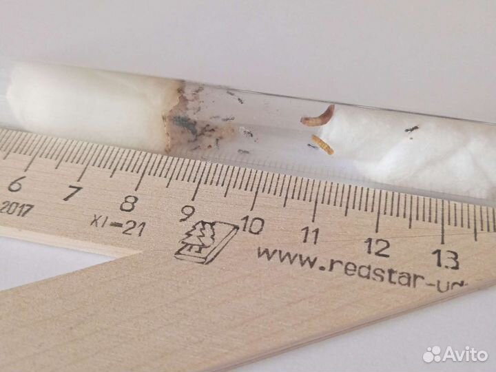 Муравьи для муравьиной фермы