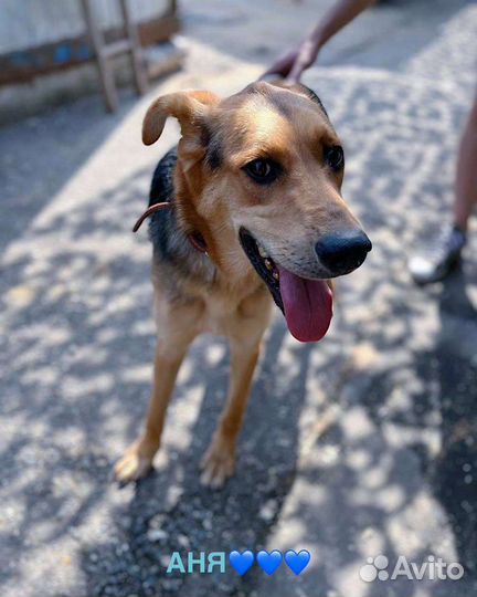 Игривый Брюс ищет дом