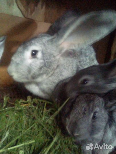 Крольчата