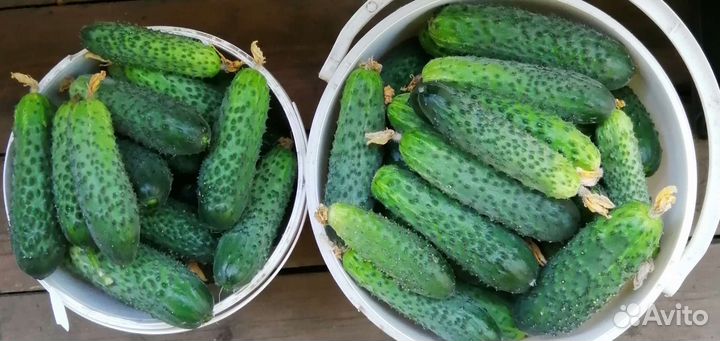 Яблоки, огурцы, перец, кабачки