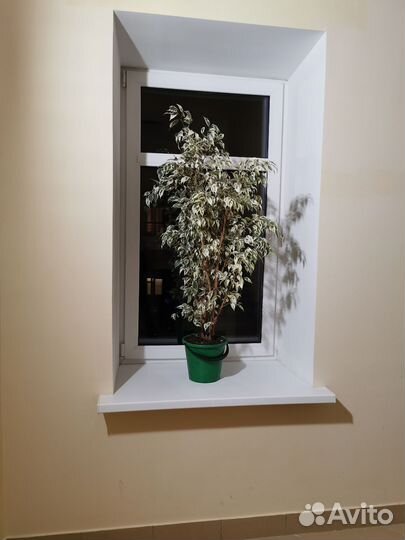 Фикус вариегатный дерево 1.5 метра