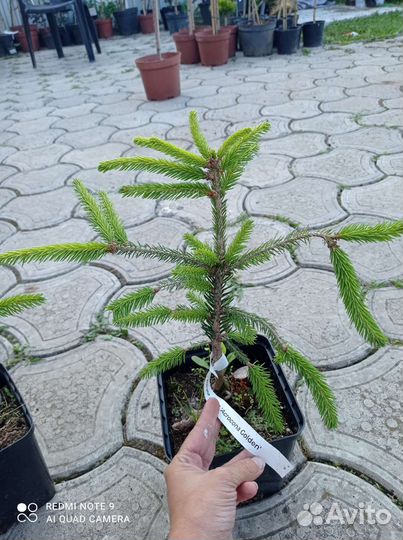 Ель акракона голд