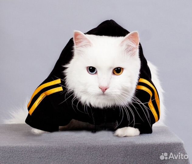 Одежда для животных