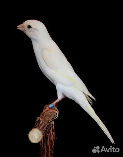 Кенара и канарейки. Певчие птицы