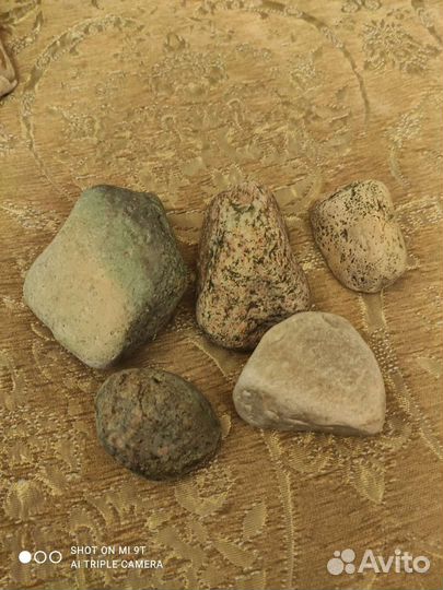 Аквариумистика