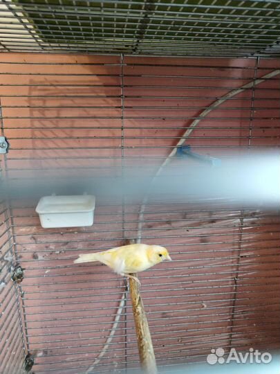 Канарейка кенар