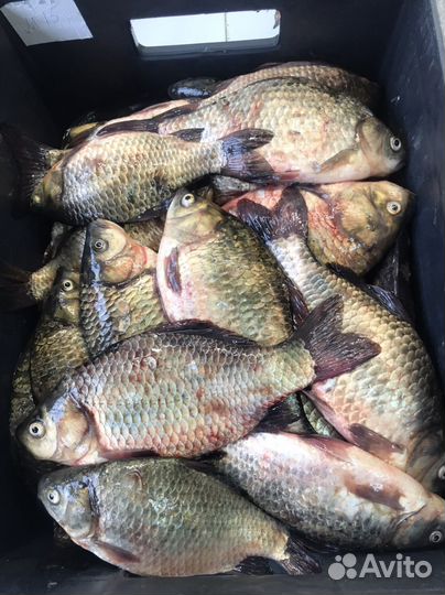 Свежая рыба Карась - Судак