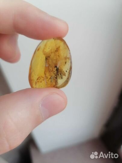 Янтари с инклюзами, с огромной древней мухой