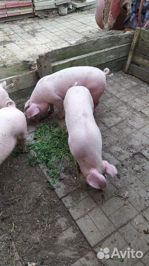 Племенные свинки Ф1