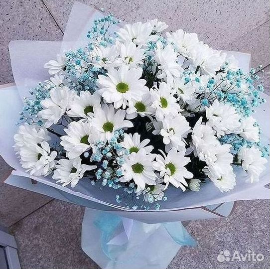 Хризантема