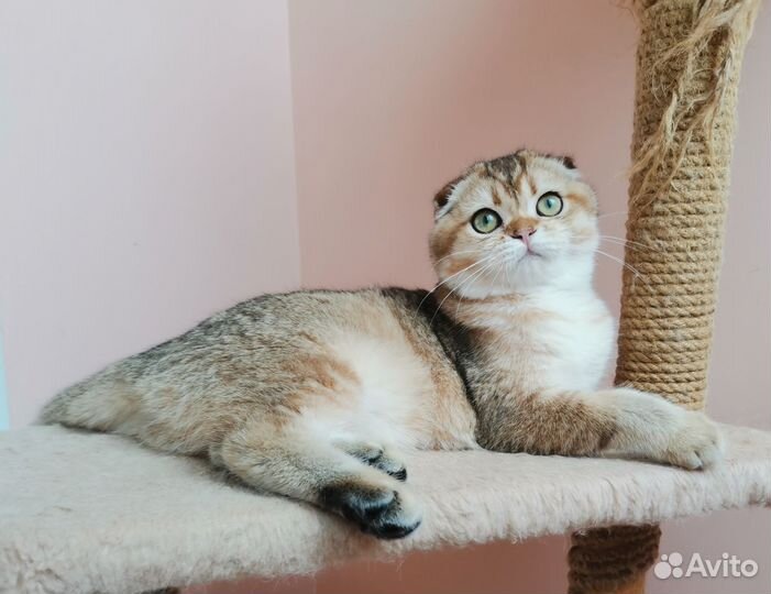 Красотка в золотистой шубке