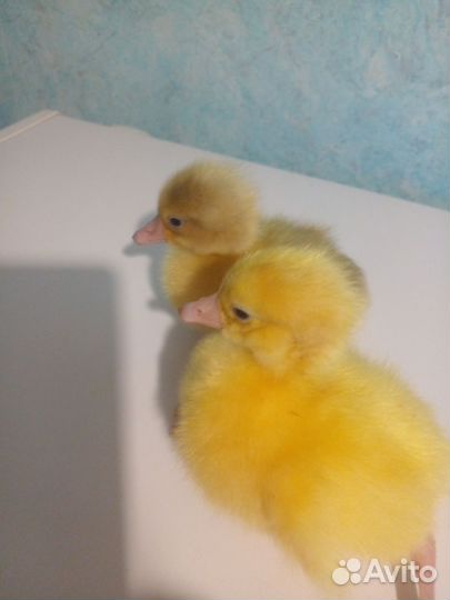 Цыплыта и гусята домашние