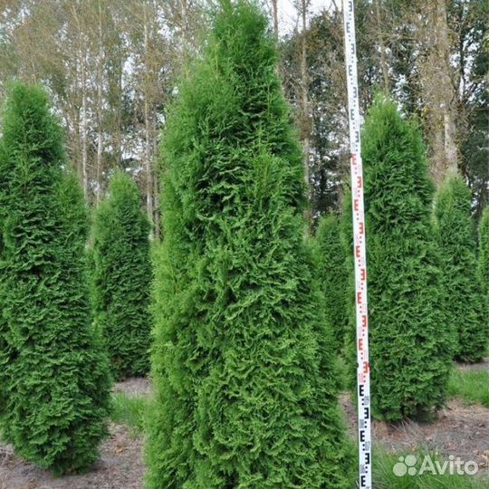 Саженцы туи пирамидалис компакт