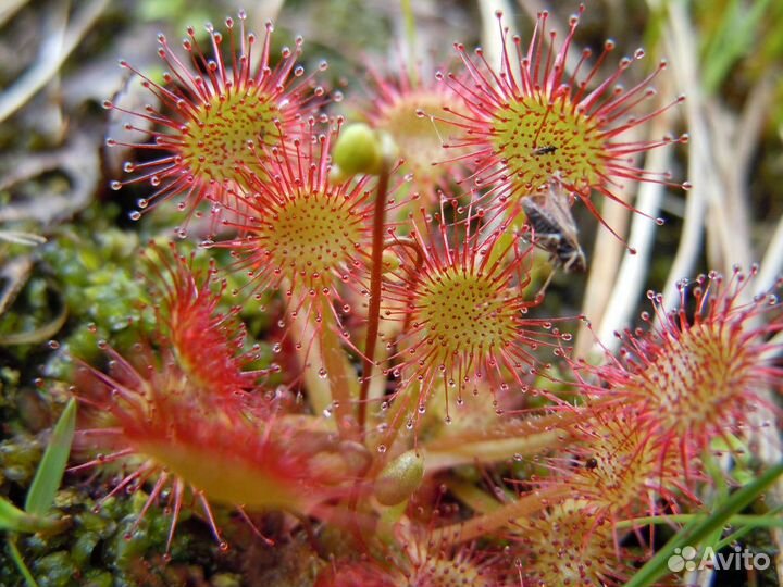 Росянка семена