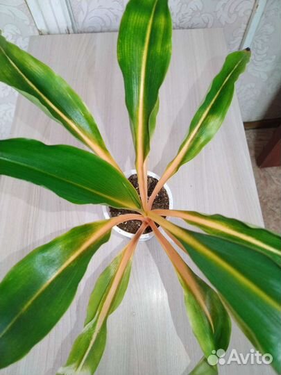 Комнатные растения