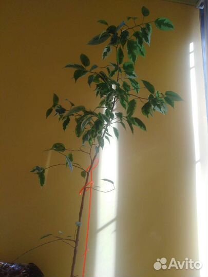 Комнатные растения