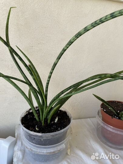 Сансивиерия фернвуд