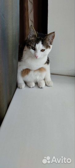 Отдам бесплатно