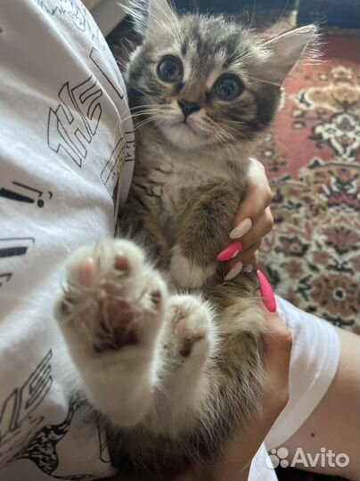 Кошки