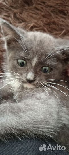 Котенок в добрые руки