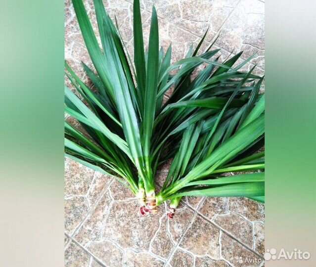 Юкка дворовая