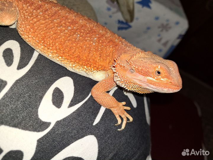 Бородатая агама RED
