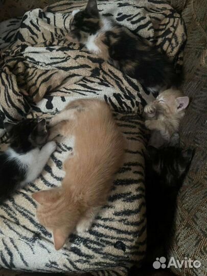 Котята в добрые руки бесплатно