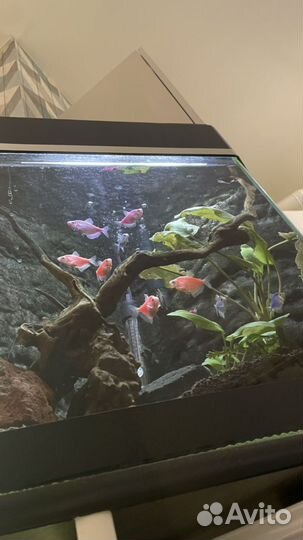 Угловой аквариум с рыбами и наполнением