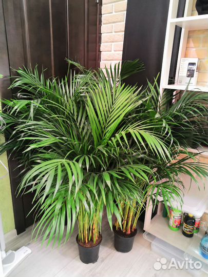 Пальма арека дипсис 17/110-120